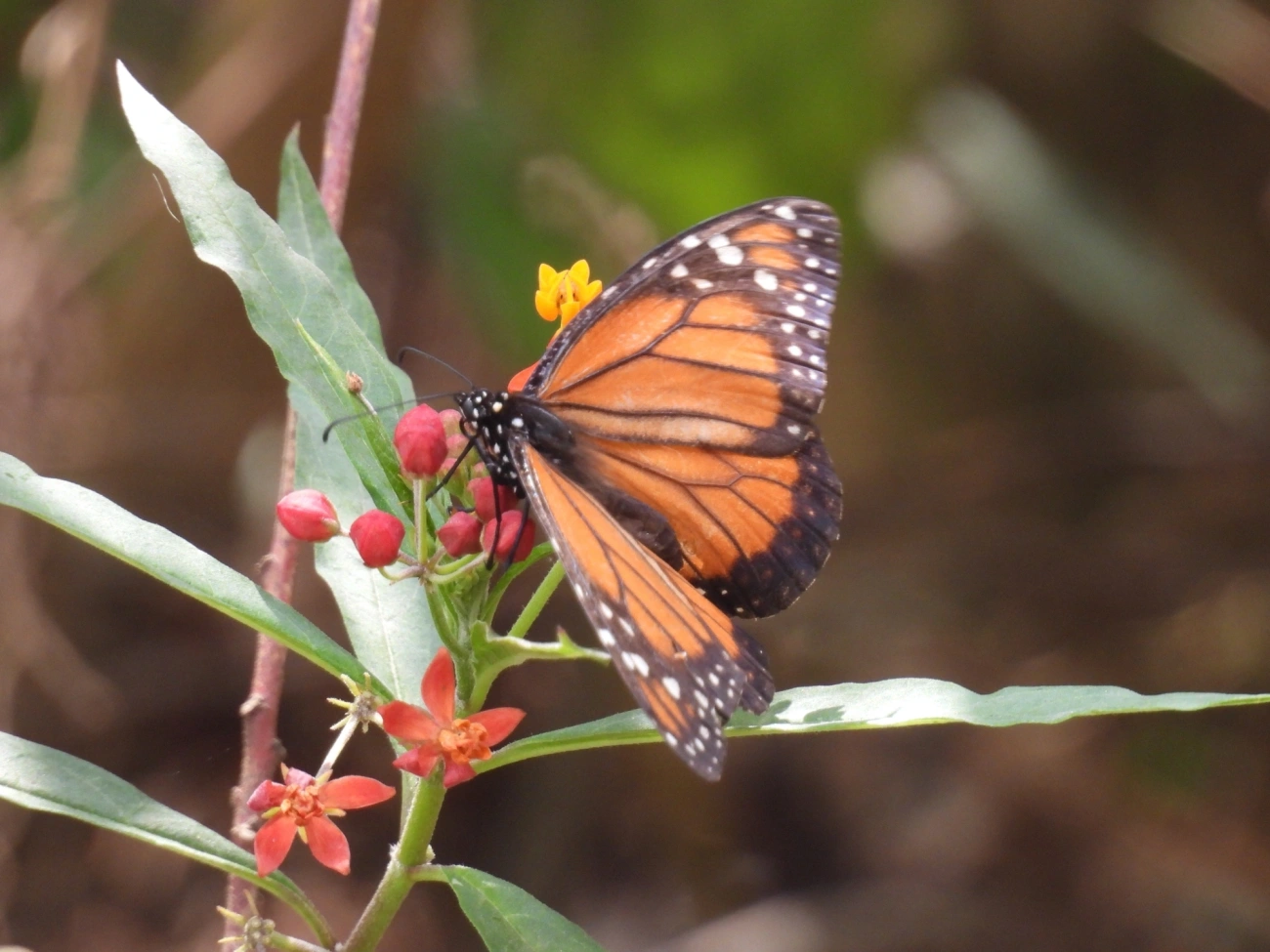 Monarca (Danaus erippus), insetos, fotografado em Itamonte