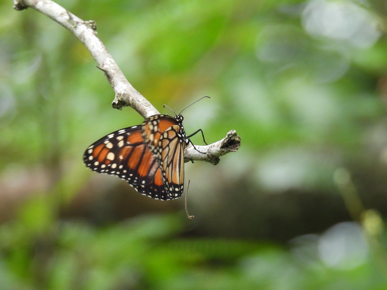 Monarca (Danaus erippus), insetos, fotografado em Indaiá, Caraguatatuba