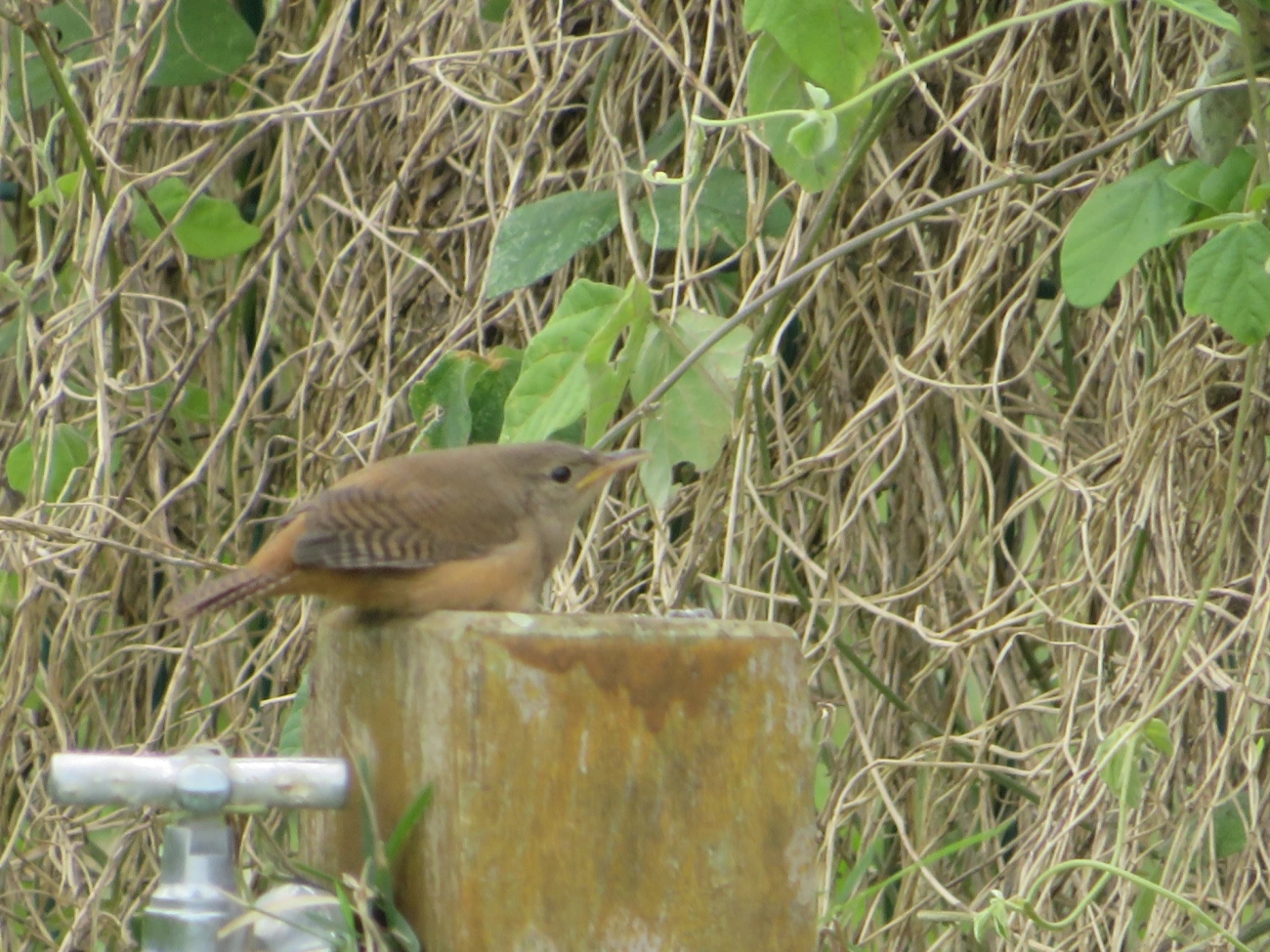Corruíra (Troglodytes musculus), aves, fotografado em Maresias, São Sebastião