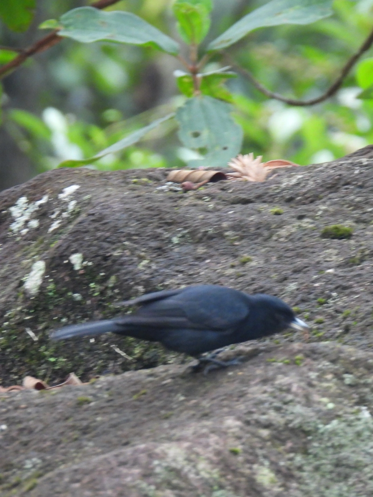 Maria-preta-de-garganta-vermelha (Knipolegus nigerrimus), aves, fotografado em Serrinha do Alambari