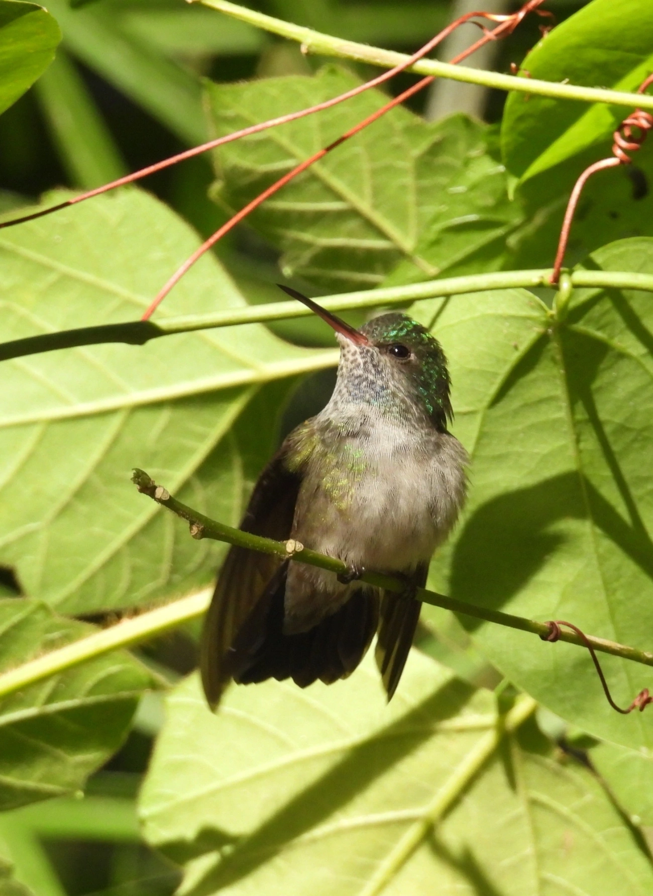 Trochilini, aves, fotografado em Maresias, São Sebastião