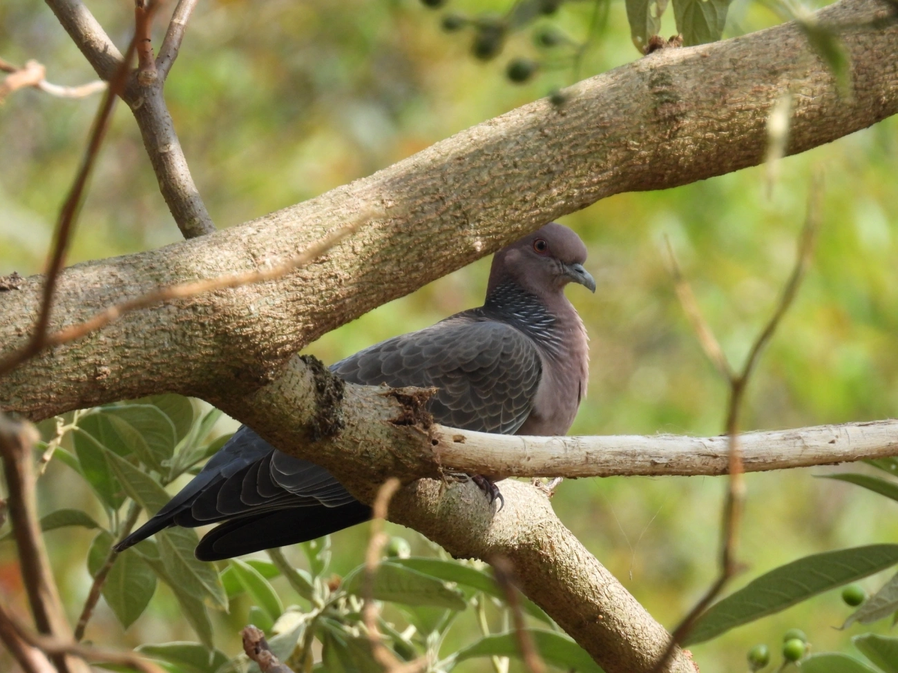 Asa-branca (Patagioenas picazuro), aves, fotografado em Itamonte