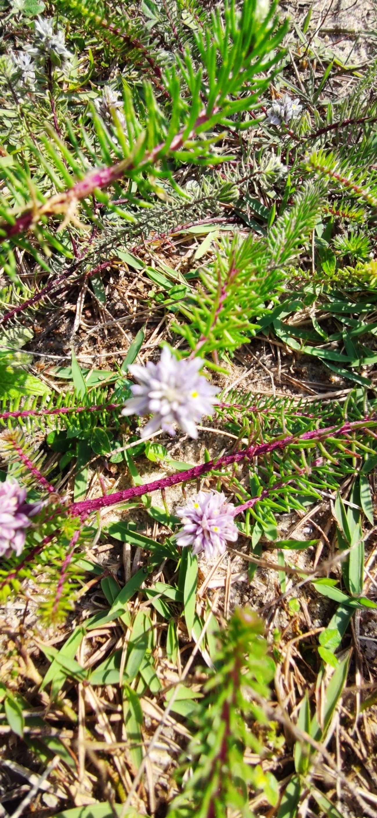 Lychnophora, plantas, fotografado em Indaiá, Caraguatatuba