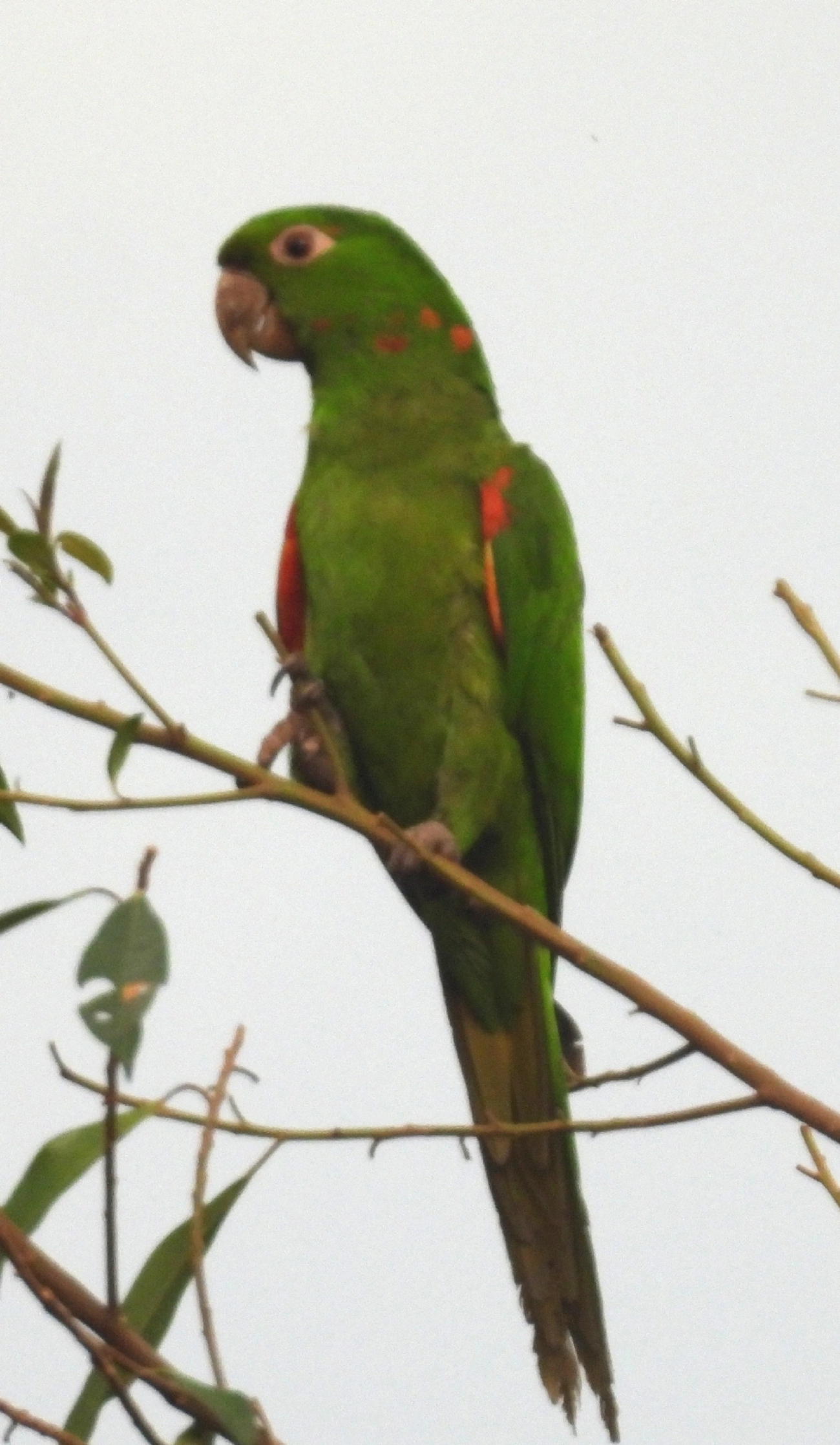 Periquitão-maracanã (Psittacara leucophthalmus), aves, fotografado em Queluz