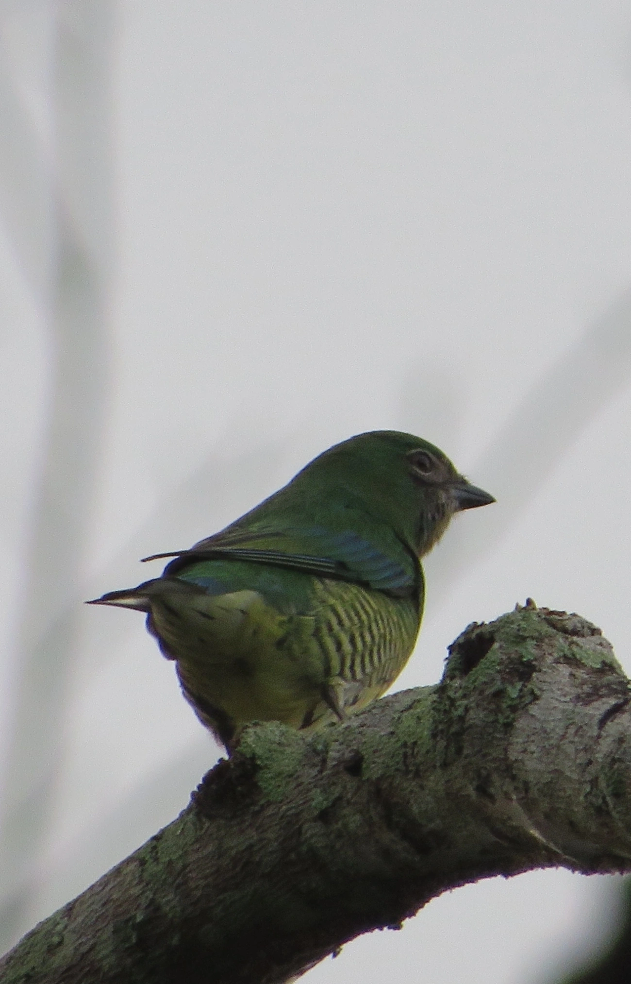 Saí-andorinha (Tersina viridis), aves, fotografado em Maresias, São Sebastião