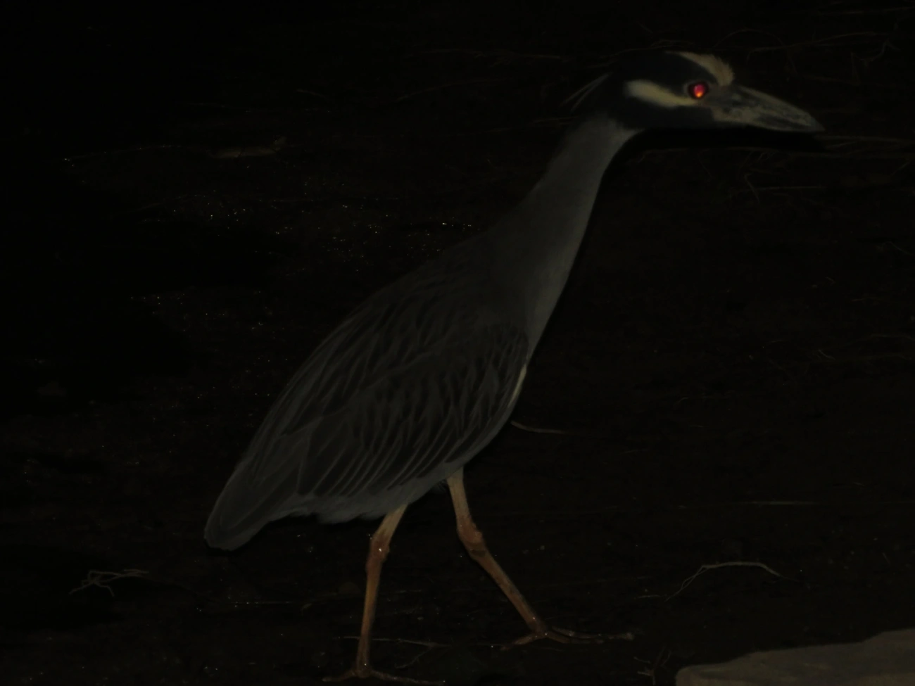 Savacu-de-coroa (Nyctanassa violacea), aves, fotografado em Caraguatatuba
