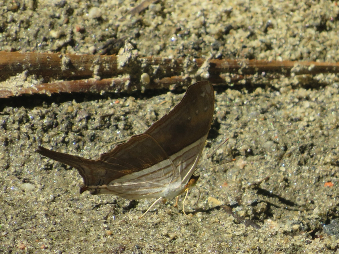 Punhal-de-muitas-faixas (Marpesia chiron), insetos, fotografado em Maresias, São Sebastião