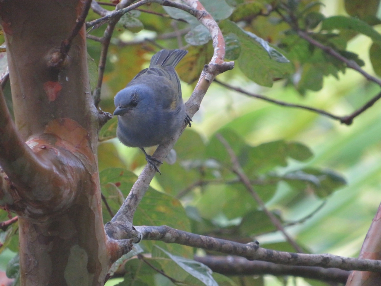 Sanhaçu-de-encontro-amarelo (Thraupis ornata), aves, fotografado em Maresias, São Sebastião