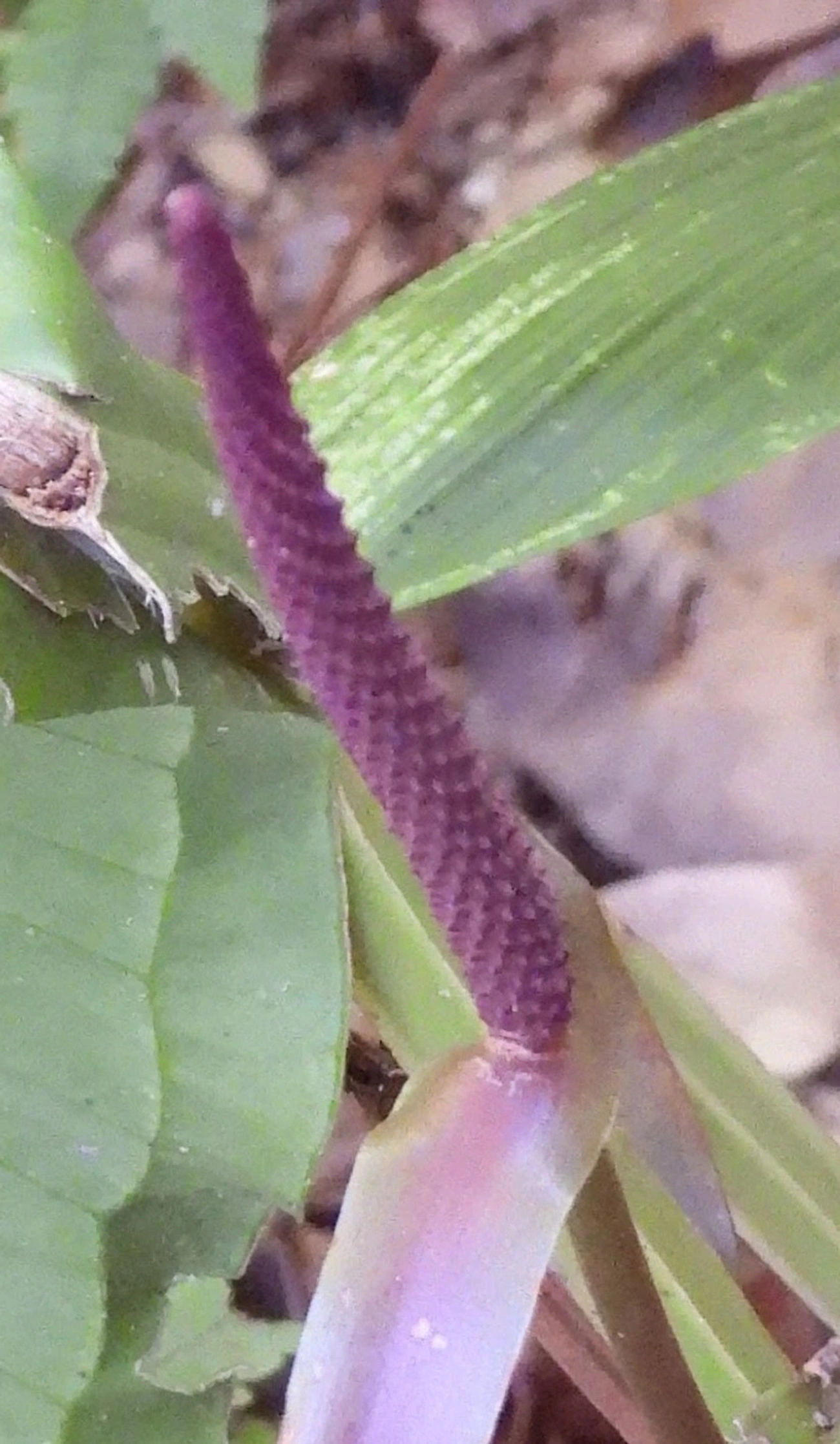 Antúrios (Anthurium), plantas, fotografado em Jabaquara, Ilhabela