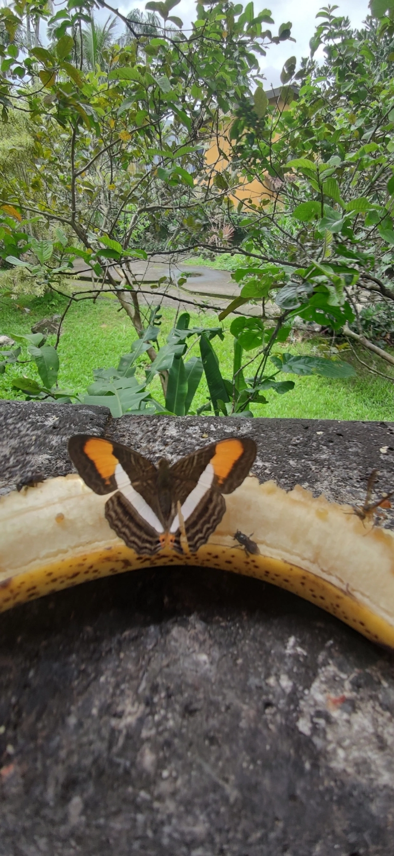 Irmã-de-faixa-lisa (Adelpha cytherea), insetos, fotografado em Maresias, São Sebastião
