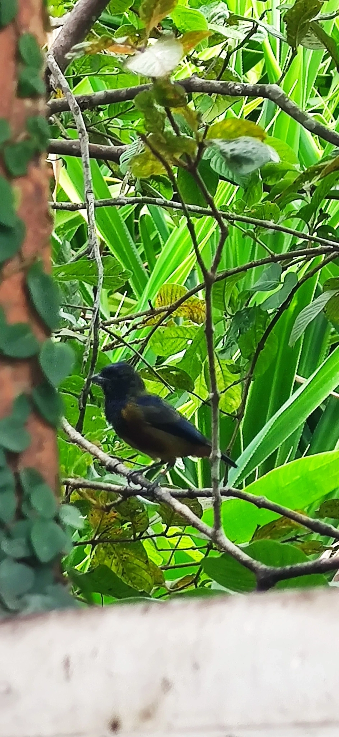 Ferro-velho (Euphonia pectoralis), aves, fotografado em Maresias, São Sebastião