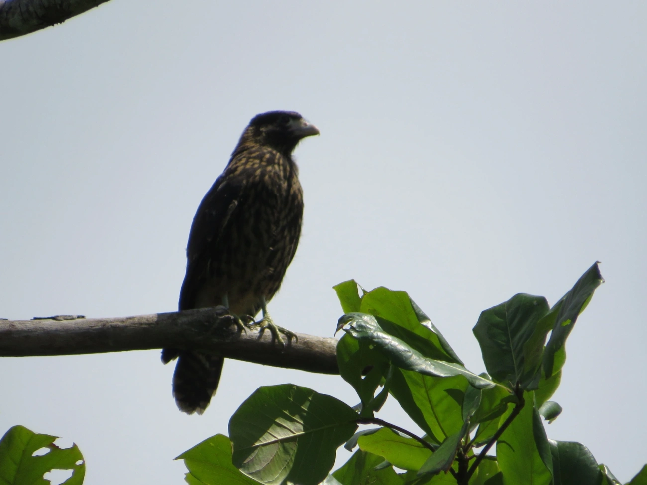 Carrapateiro (Daptrius chimachima), aves, fotografado em Maresias, São Sebastião