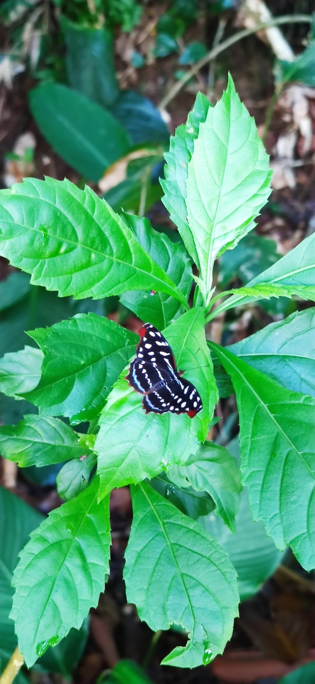 Asa-azul-de-orsis (Myscelia orsis), insetos, fotografado em Caraguatatuba