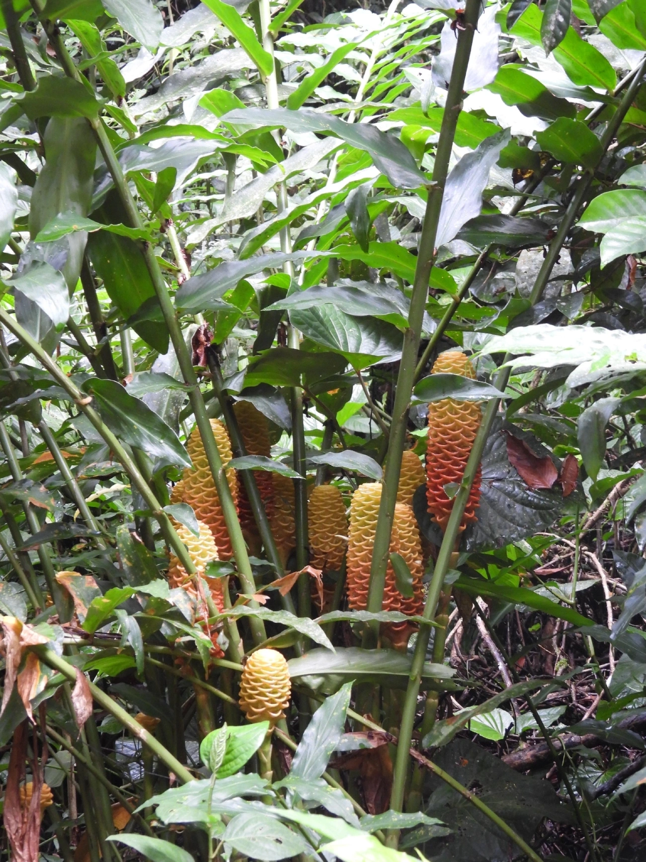 Gengibre-magnífico (Zingiber spectabile), plantas, fotografado em Boiçucanga, São Sebastião