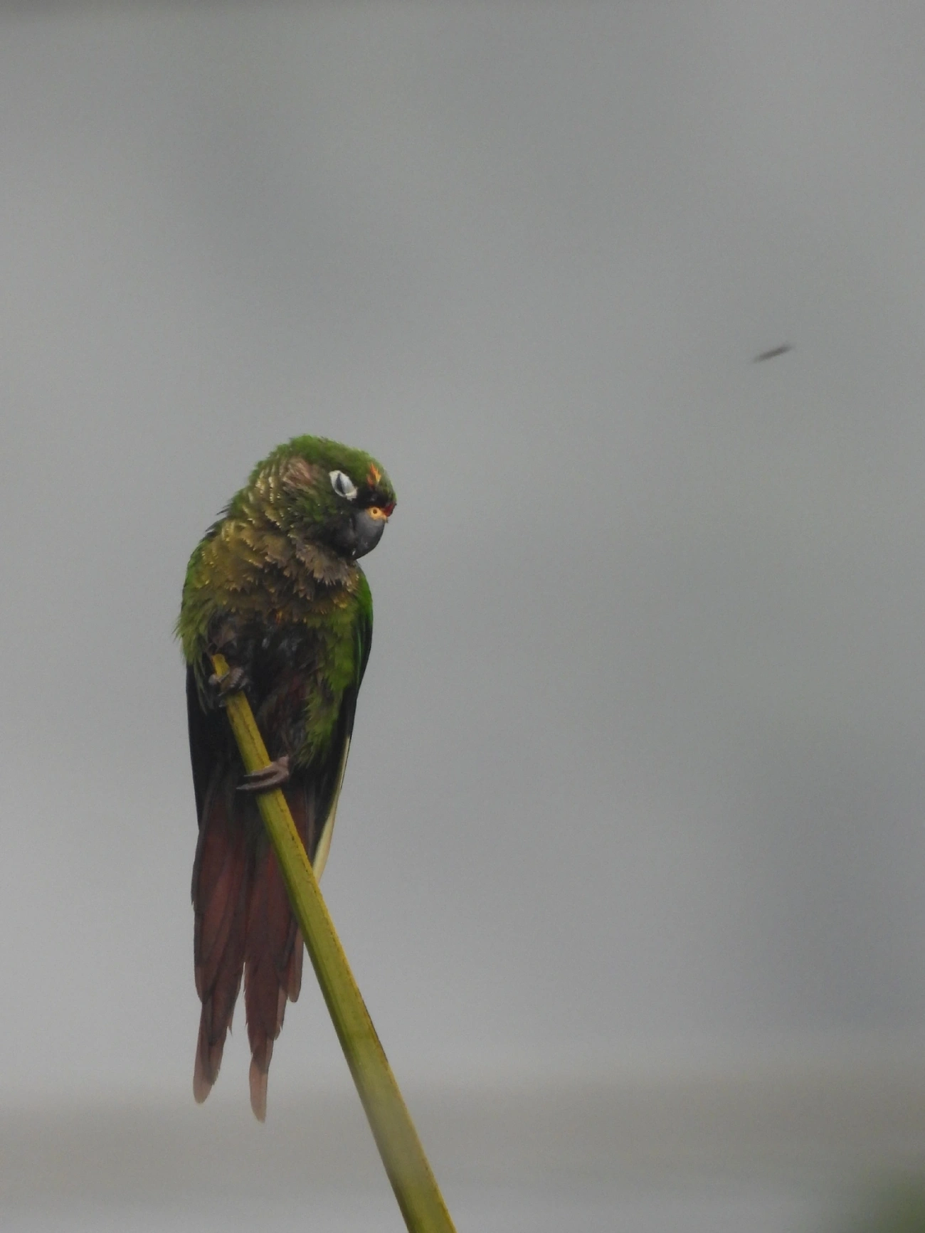 Tiriba-de-testa-vermelha (Pyrrhura frontalis), aves, fotografado em Maresias, São Sebastião