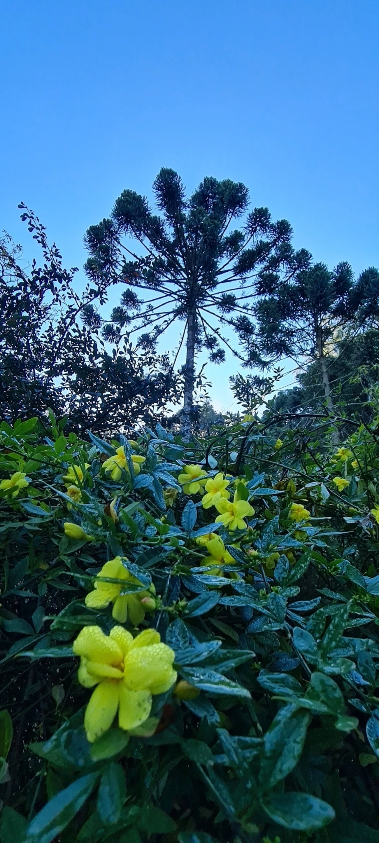 Araucária (Araucaria angustifolia), plantas, fotografado em Campos do Jordão