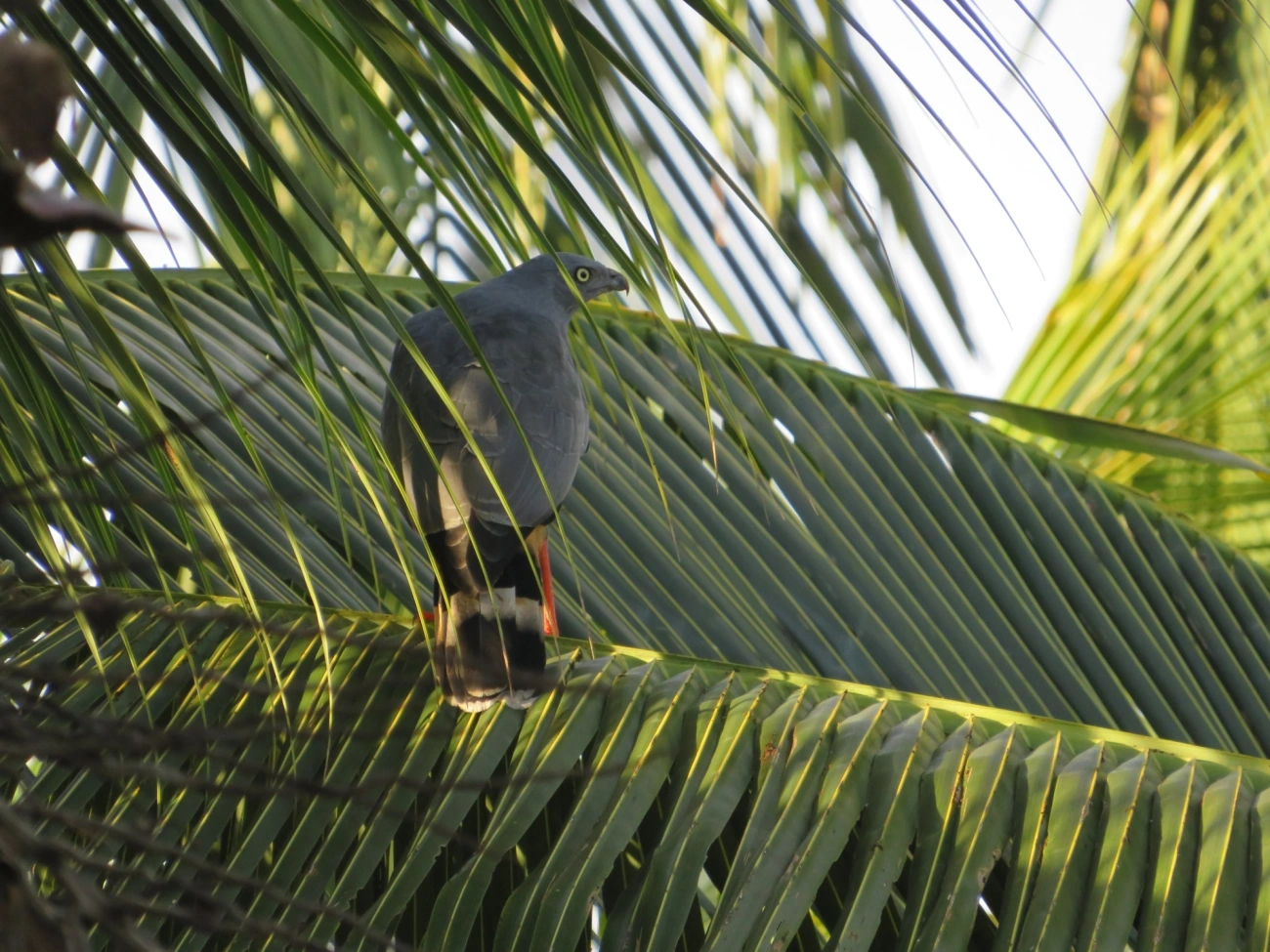Gavião-pernilongo (Geranospiza caerulescens), aves, fotografado em Maresias, São Sebastião