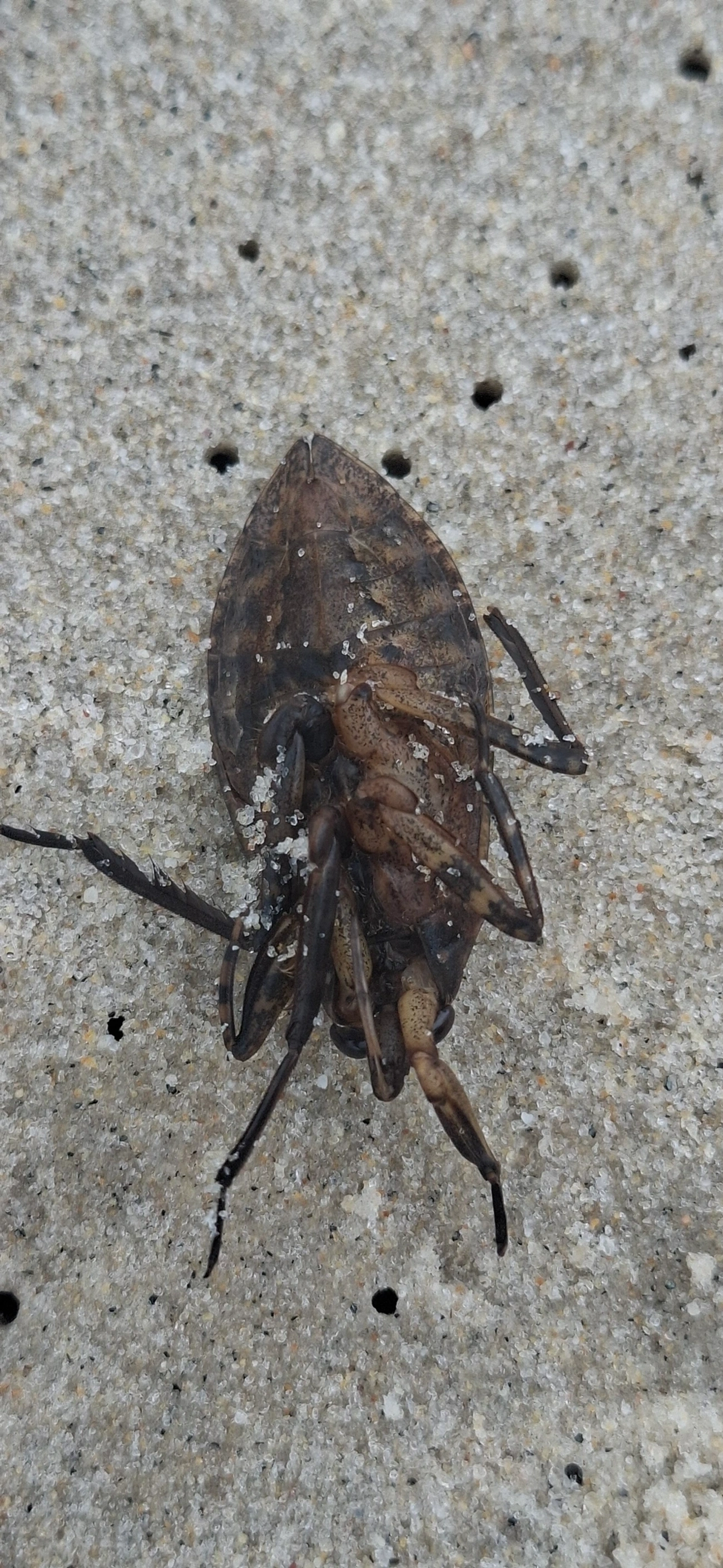 Barata-d'Água (Belostoma), insetos, fotografado em Maresias, São Sebastião