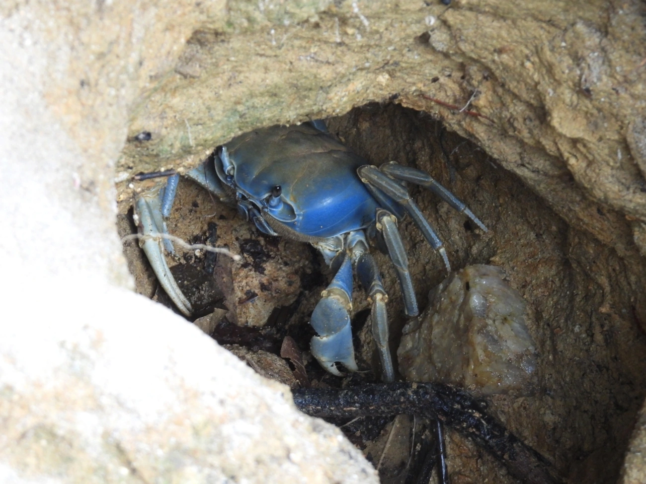 Guaiamum (Cardisoma guanhumi), crustáceos, fotografado em Domingas Dias, Ubatuba