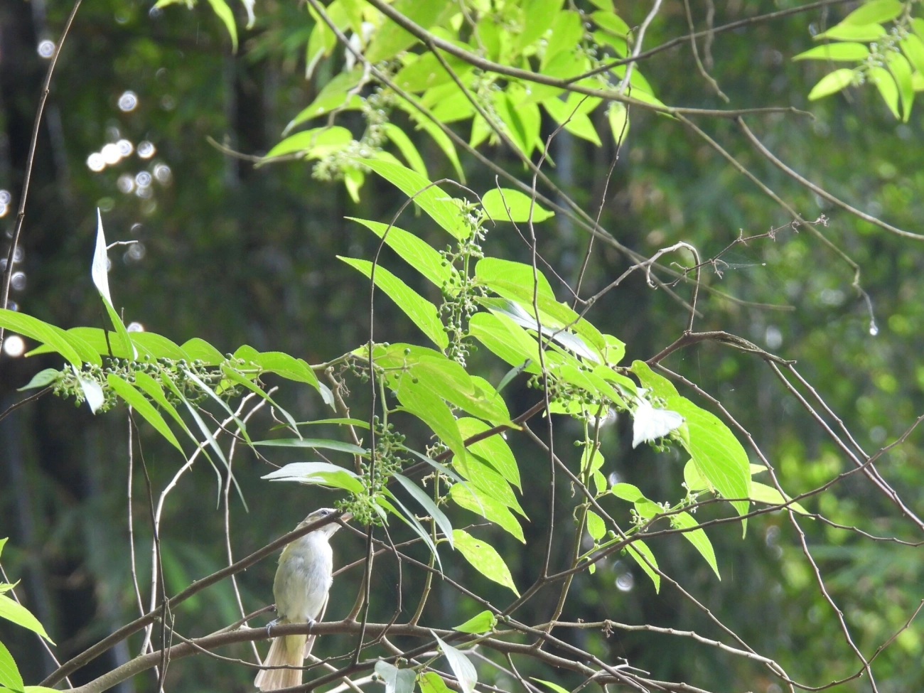 Juruviara (Vireo chivi), aves, fotografado em Bonete, Ilhabela