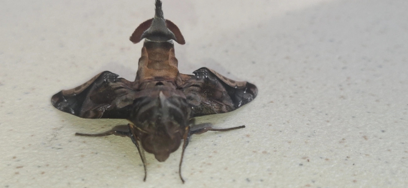 Enyo cavifer, insetos, fotografado em Maresias, São Sebastião
