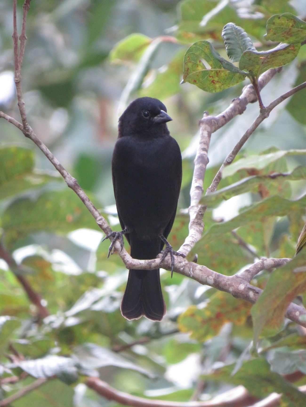 Chupim (Molothrus bonariensis), aves, fotografado em Maresias, São Sebastião