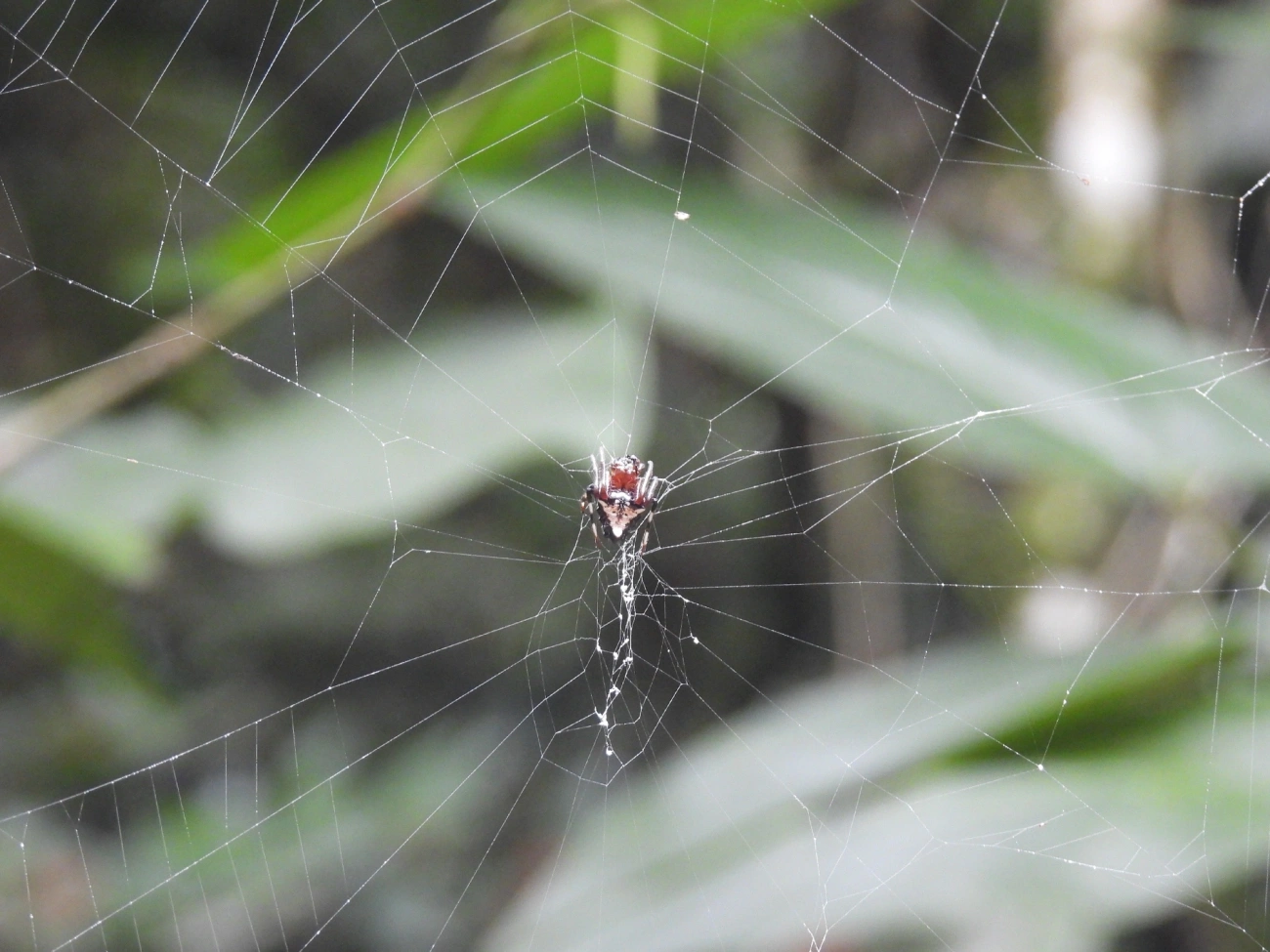 Verrucosa meridionalis, aracnídeos, fotografado em Boiçucanga, São Sebastião