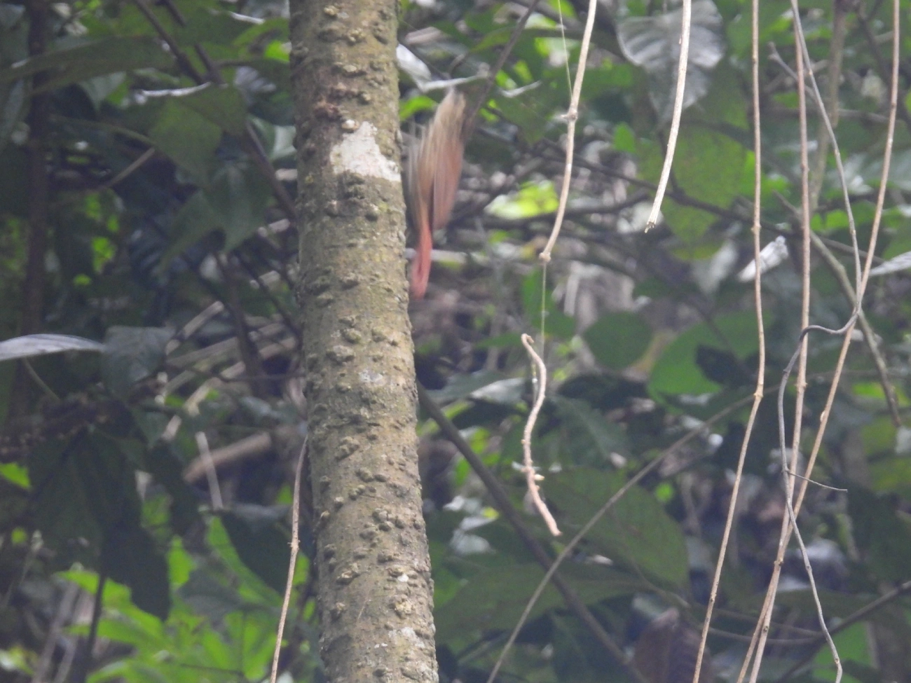 Arapaçu-rajado (Xiphorhynchus fuscus), aves, fotografado em Guararema