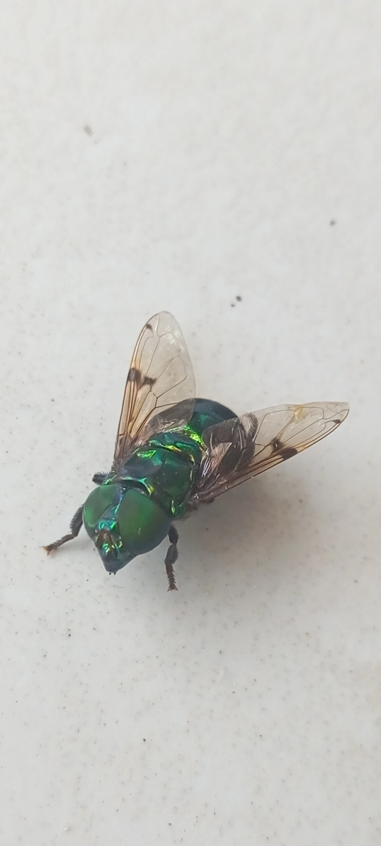 Mosca-jóia-verde (Ornidia obesa), insetos, fotografado em Maresias, São Sebastião