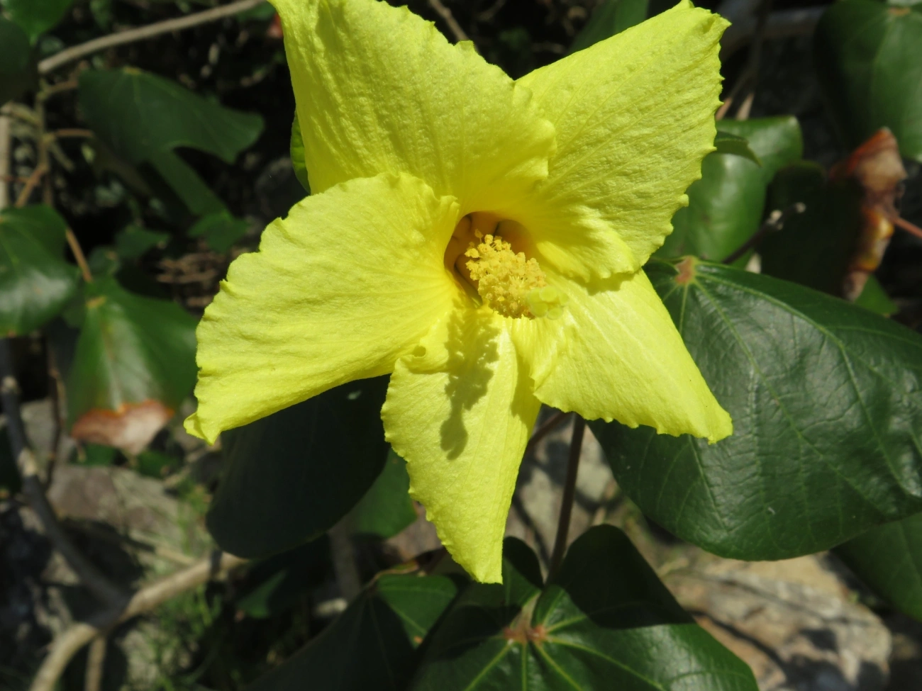 Algodoeiro-da-praia (Hibiscus tiliaceus), plantas, fotografado em Maresias, São Sebastião
