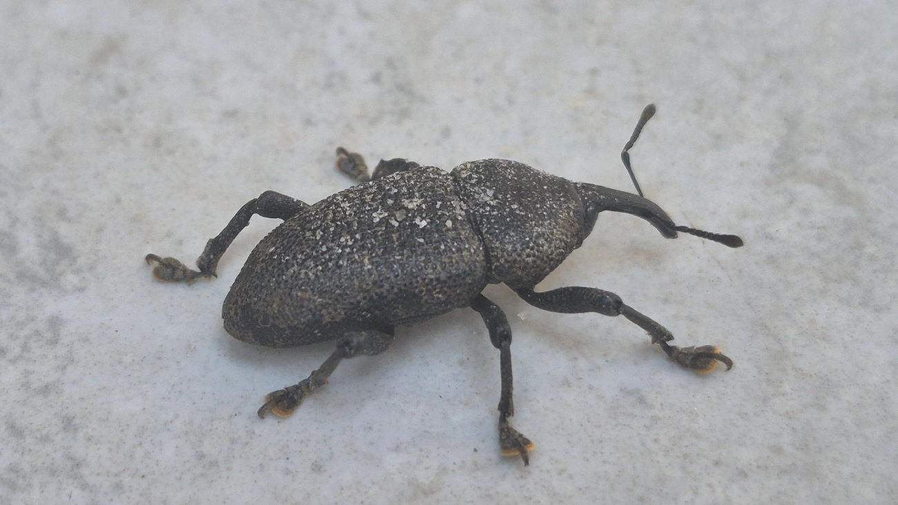 Broca-do-cacho-do-coqueiro (Homalinotus coriaceus), insetos, fotografado em Maresias, São Sebastião