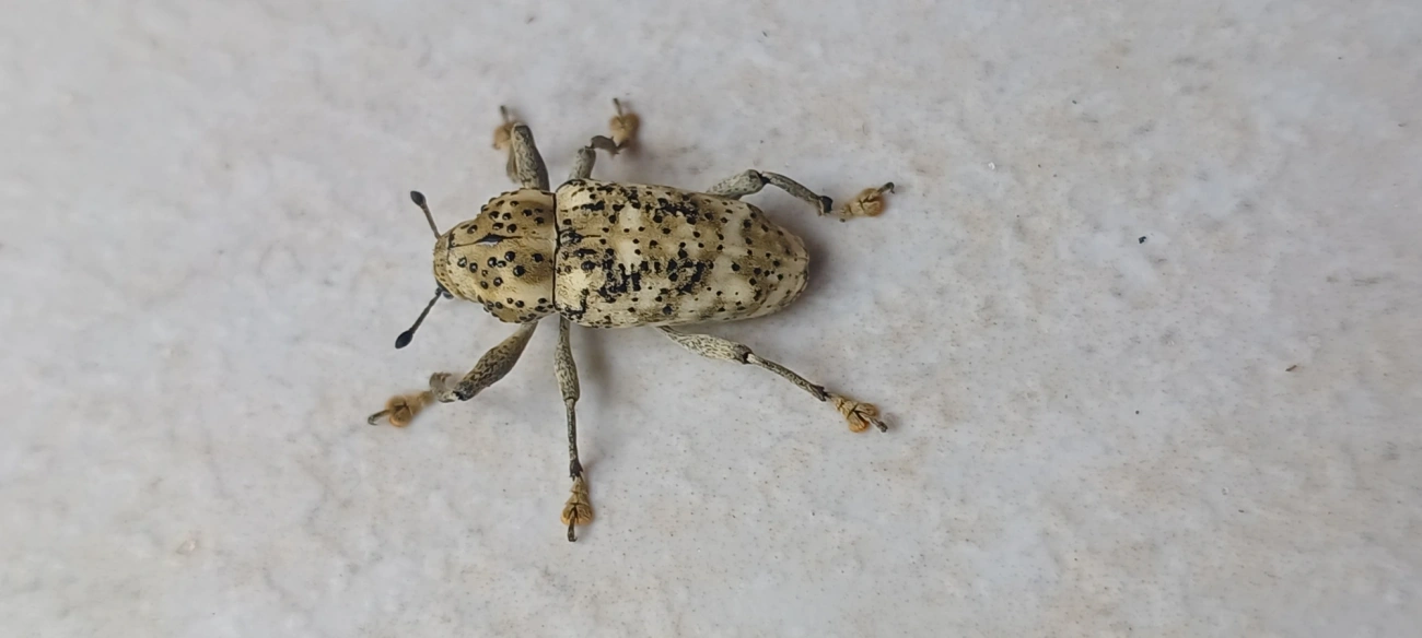 Broca-da-ráquis-foliar (Ameris ynca), insetos, fotografado em Maresias, São Sebastião
