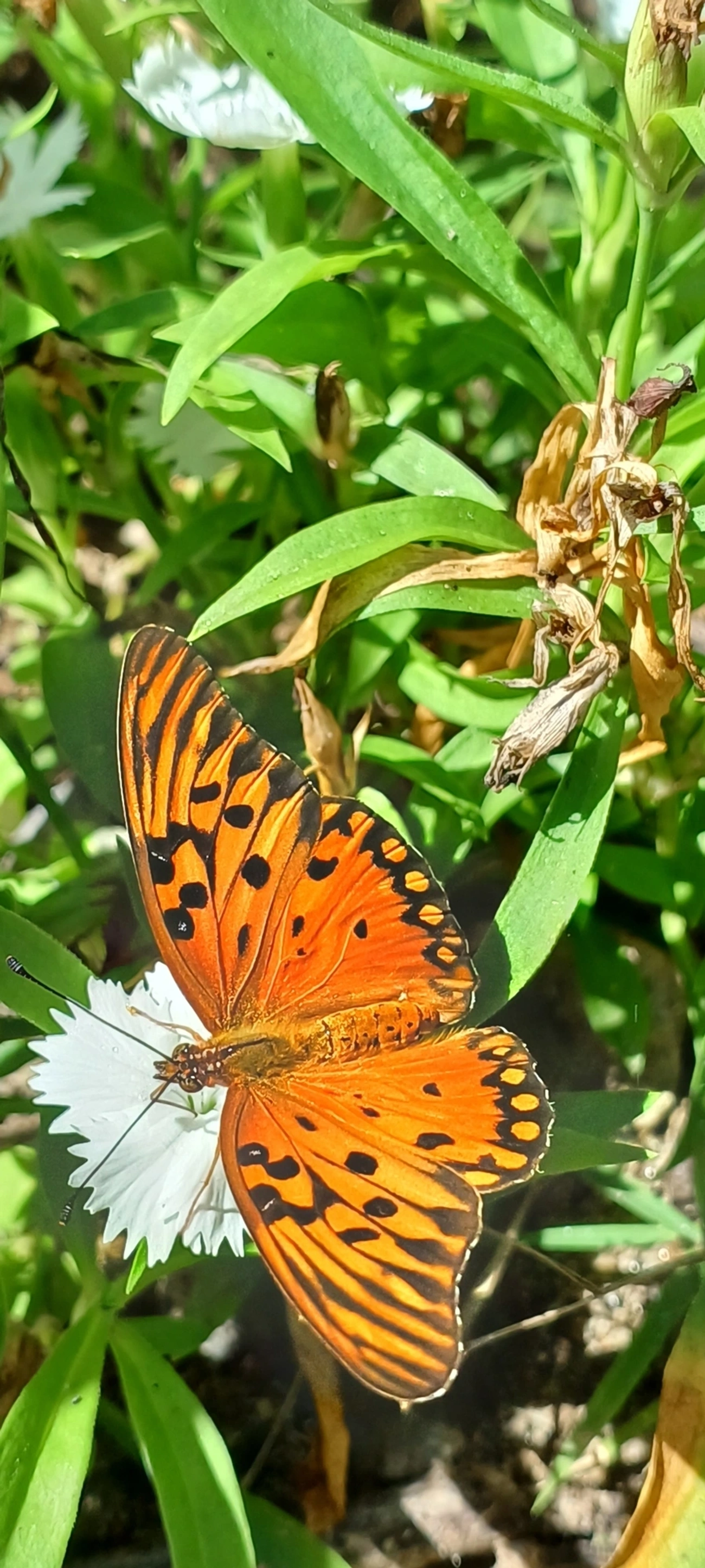 Borboleta-paixão (Dione vanillae), insetos, fotografado em Maresias, São Sebastião