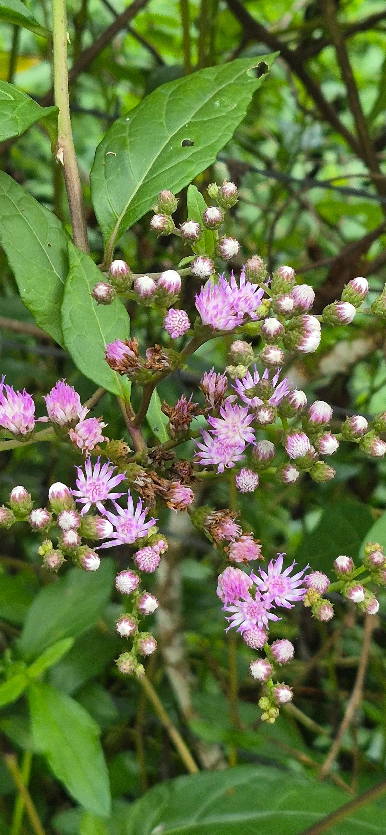 Erva-de-são-Simão (Cyrtocymura scorpioides), plantas, fotografado em Camburí, São Sebastião