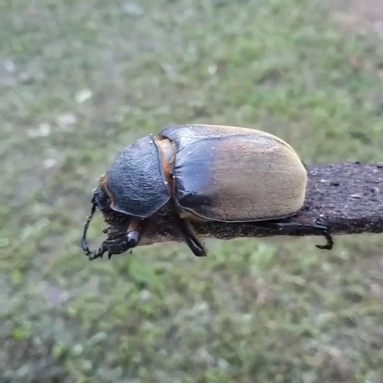 Besouro-Anúbis (Megasoma anubis), insetos, fotografado em Maresias, São Sebastião