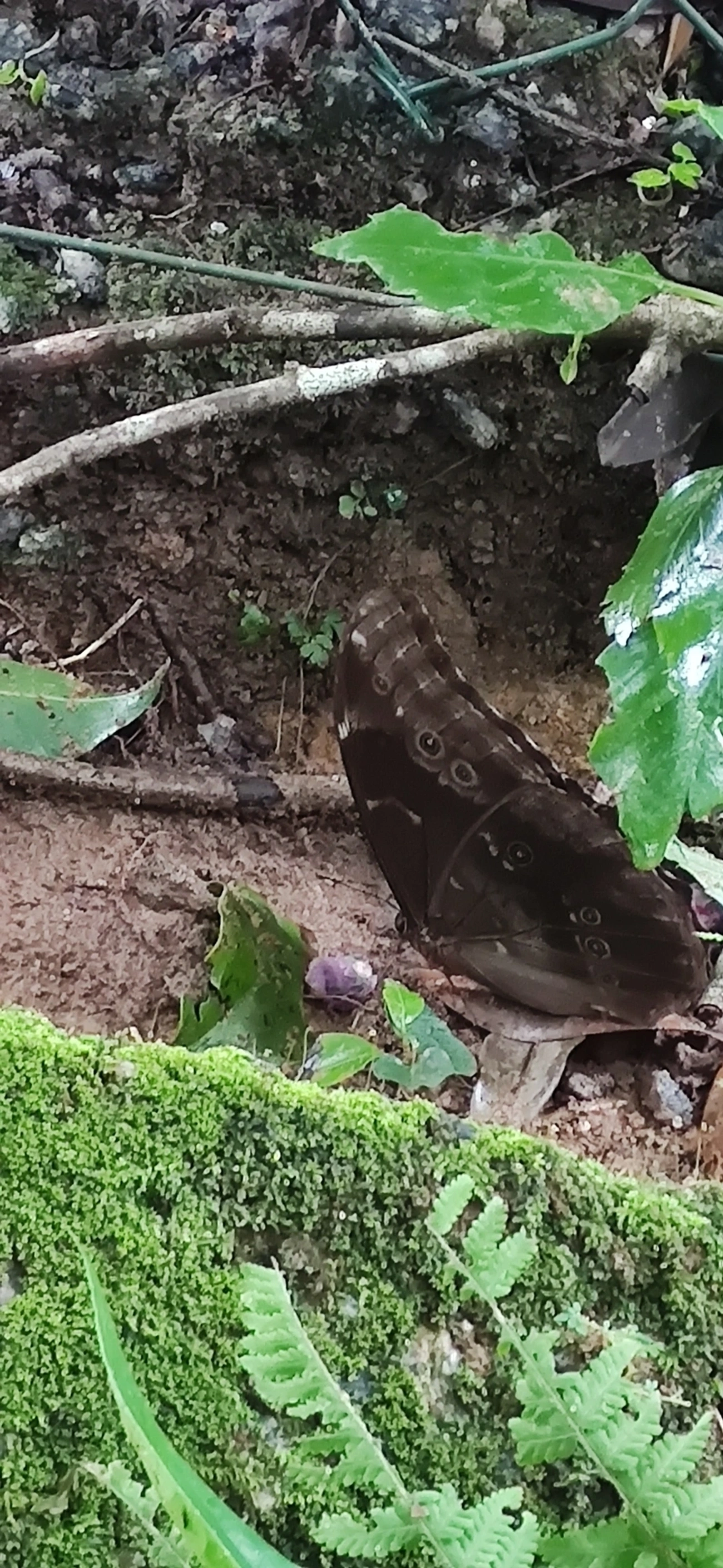 Azulão (Morpho menelaus), insetos, fotografado em Maresias, São Sebastião