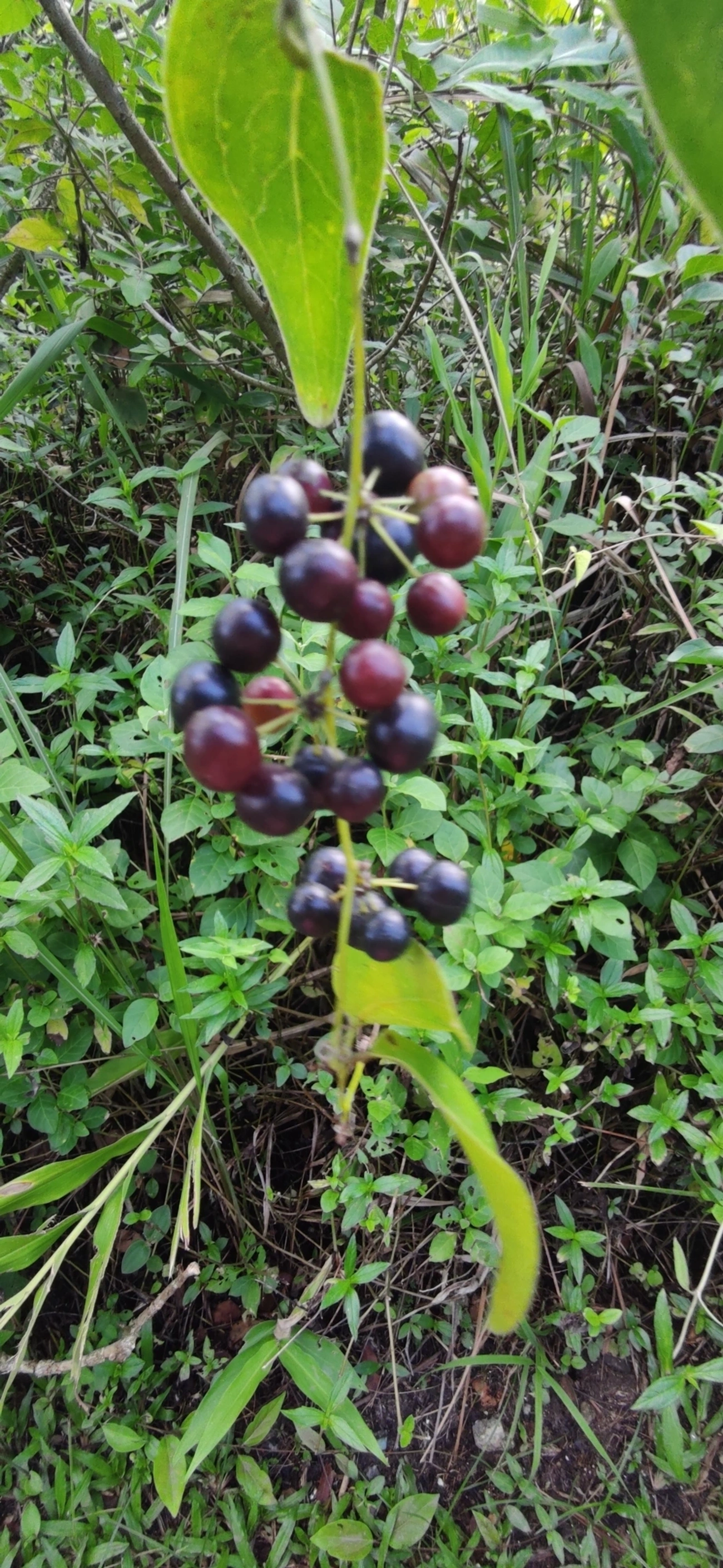Smilax, plantas, fotografado em Maresias, São Sebastião