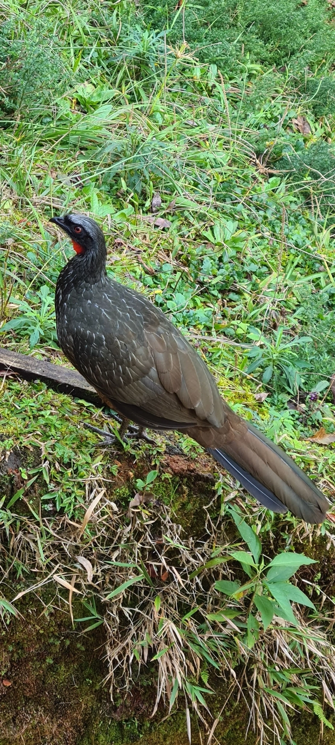Jacuaçu (Penelope obscura), aves, fotografado em Maresias, São Sebastião