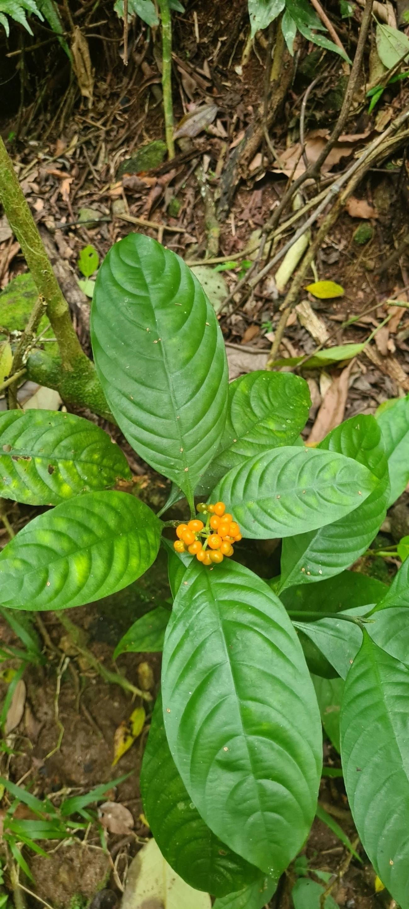 Palicourea racemosa, plantas, fotografado em Maresias, São Sebastião