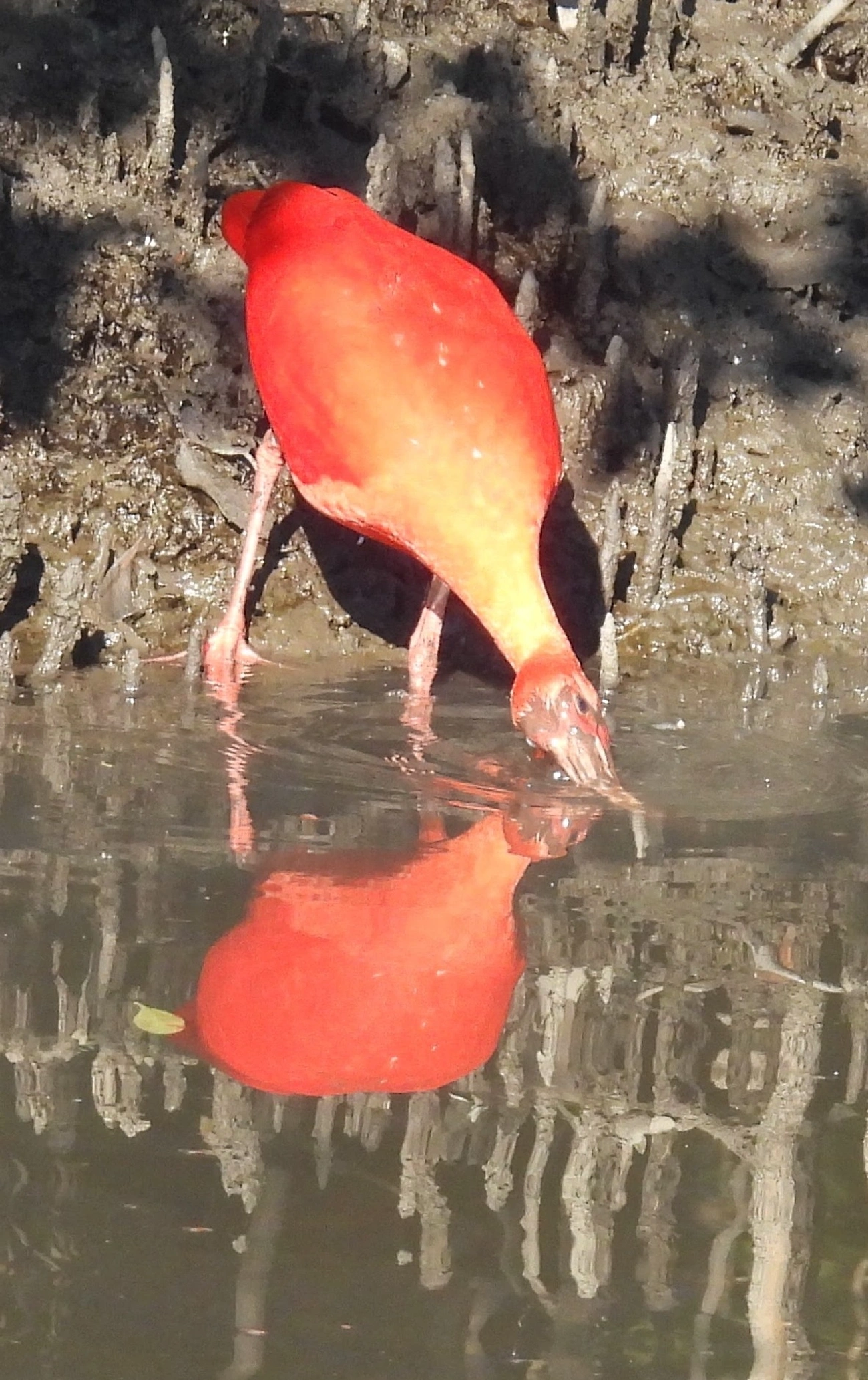 Guará (Eudocimus ruber), aves, fotografado em Cananéia