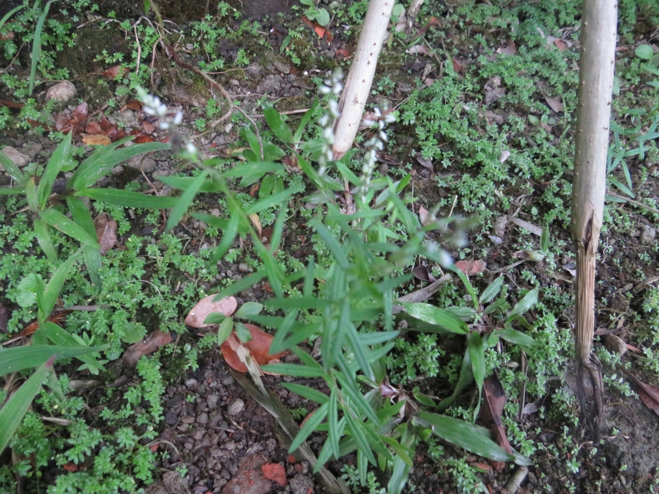 Barba-de-são-pedro (Senega paniculata), plantas, fotografado em Maresias, São Sebastião