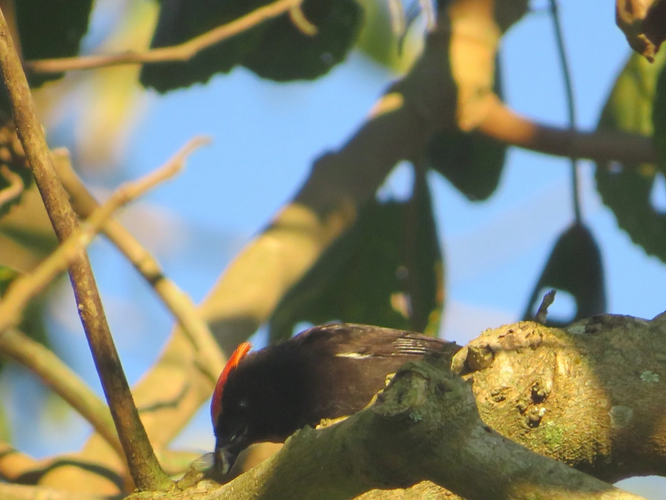 Tiê-galo (Loriotus cristatus), aves, fotografado em Maresias, São Sebastião