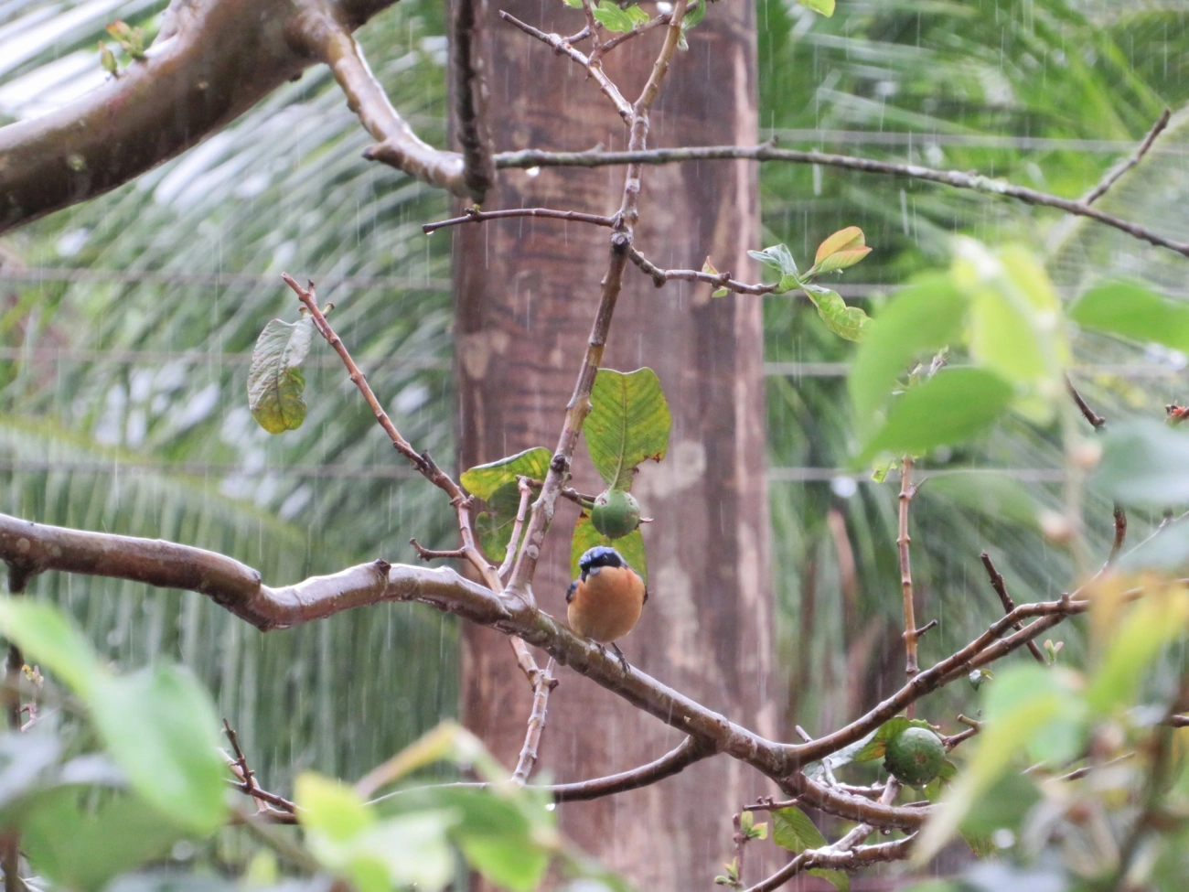 Saíra-Viúva (Pipraeidea melanonota), aves, fotografado em Maresias, São Sebastião