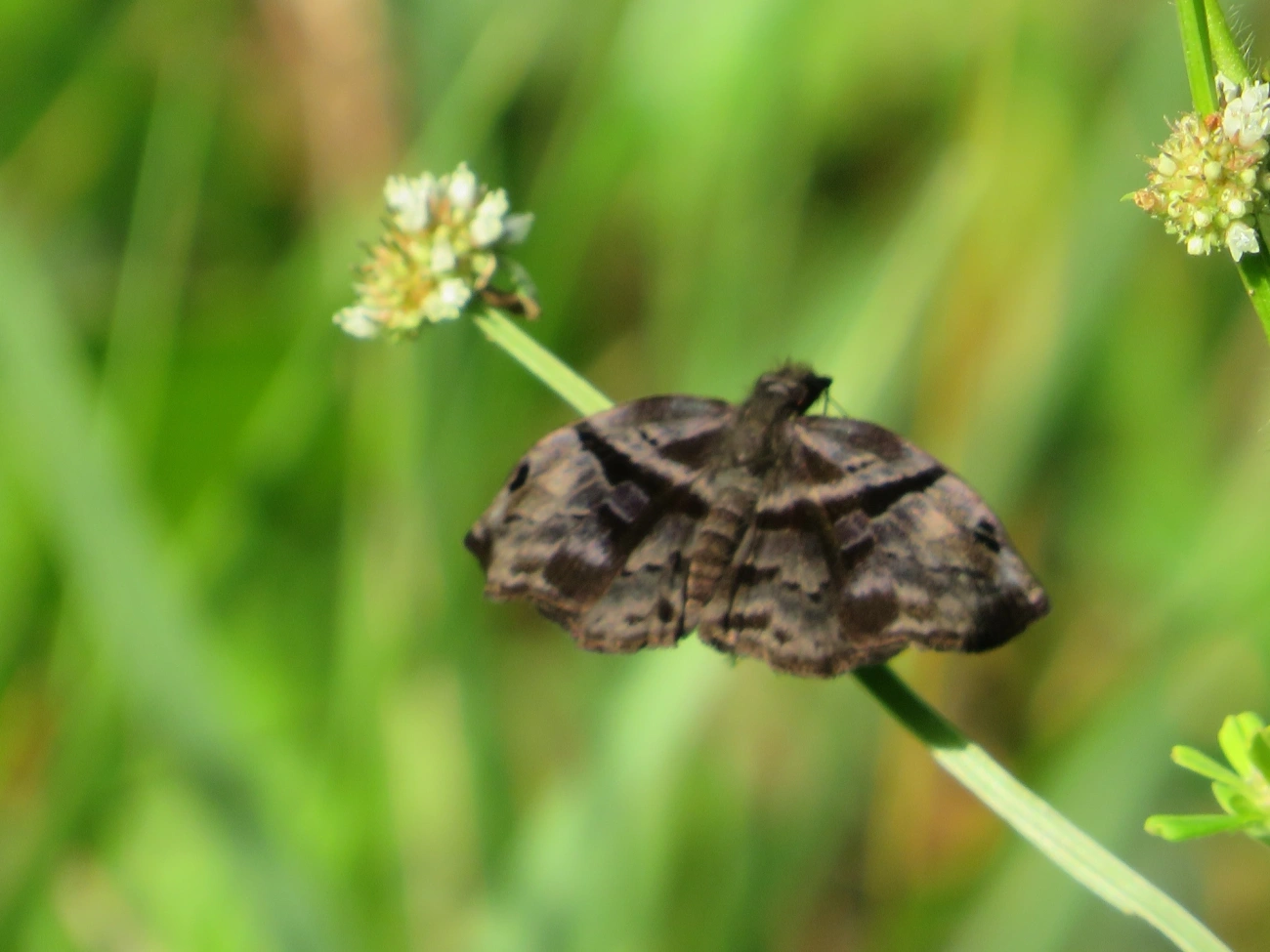 Helias phalaenoides, insetos, fotografado em Maresias, São Sebastião