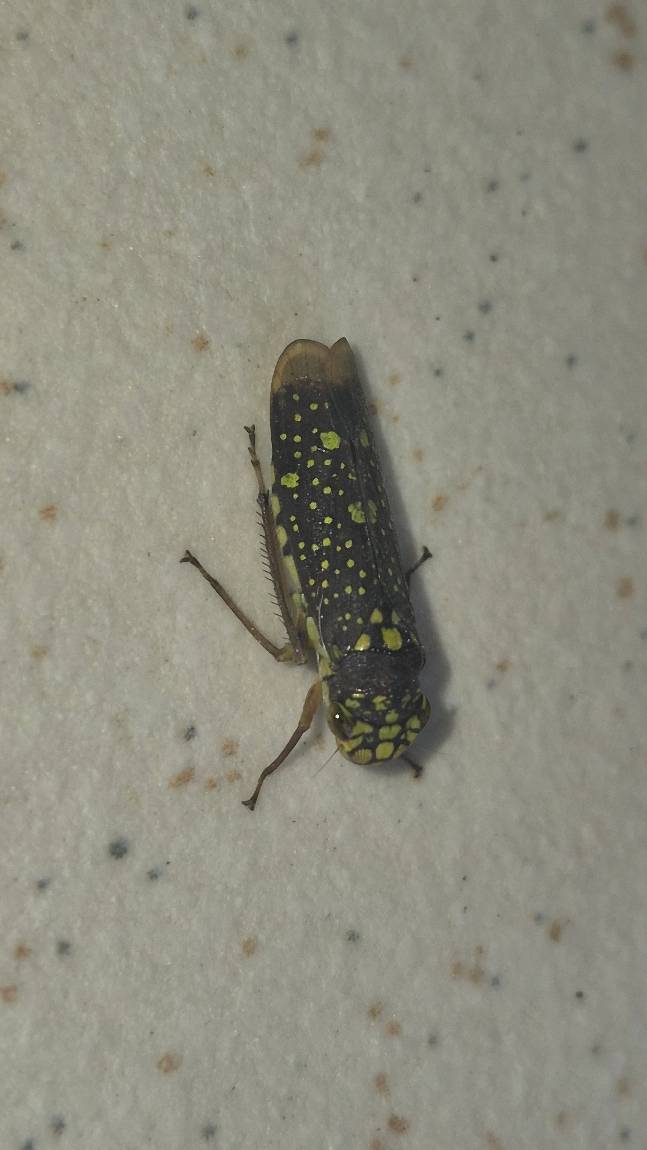 Aulacizes conspersa, insetos, fotografado em Maresias, São Sebastião