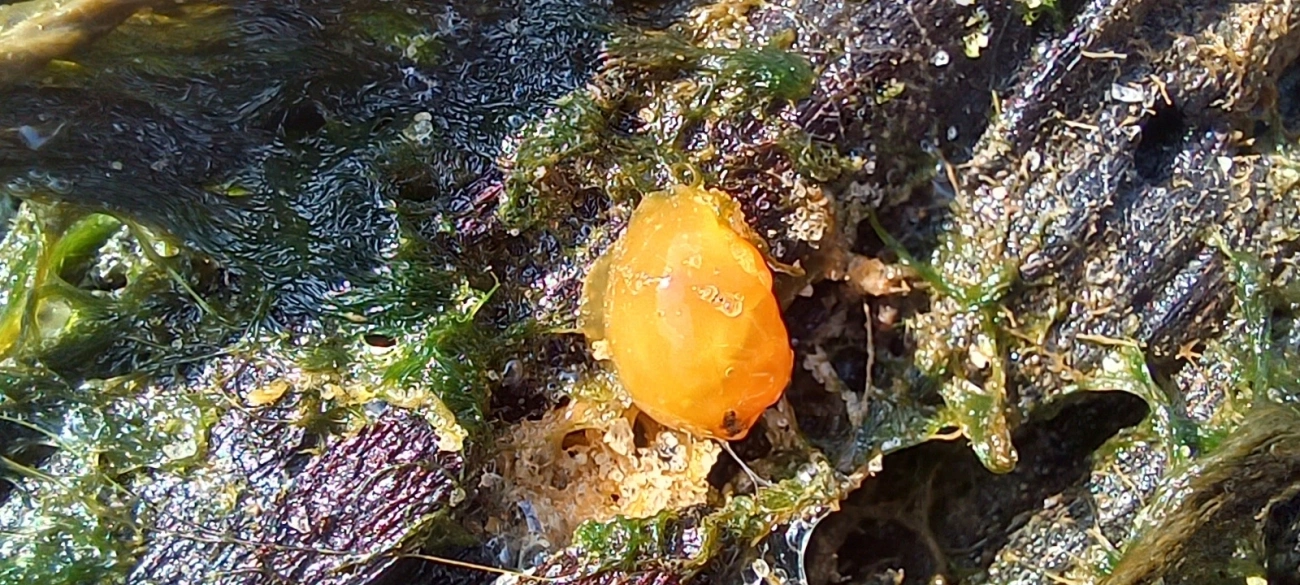 Doriopsilla, moluscos, fotografado em Maresias, São Sebastião