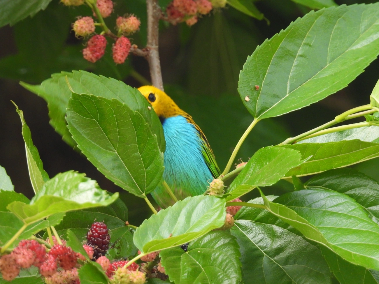 Saíra-douradinha (Tangara cyanoventris), aves, fotografado em Itamonte