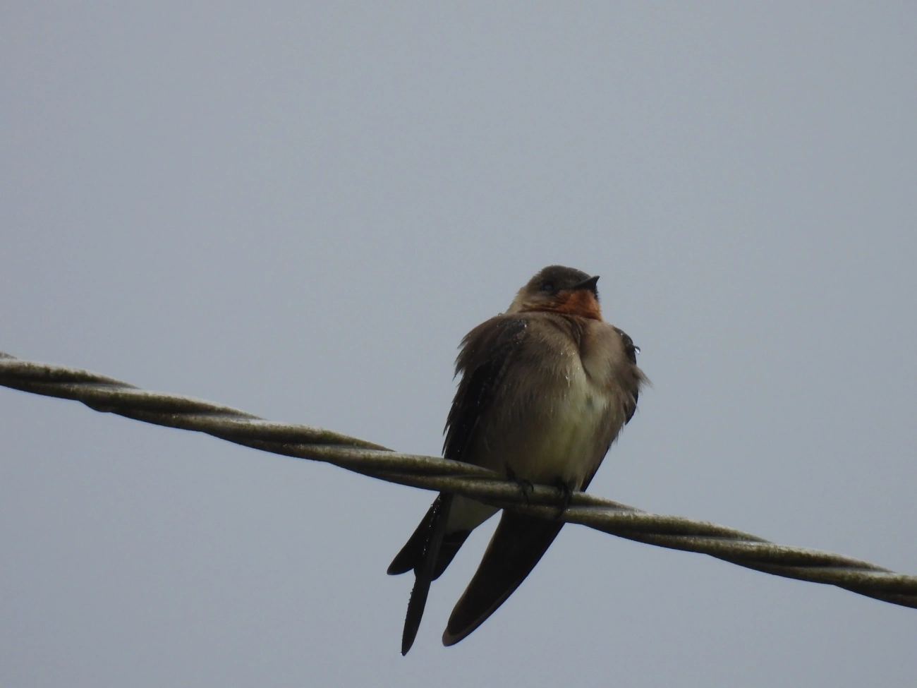 Andorinha-serradora (Stelgidopteryx ruficollis), aves, fotografado em Maresias, São Sebastião