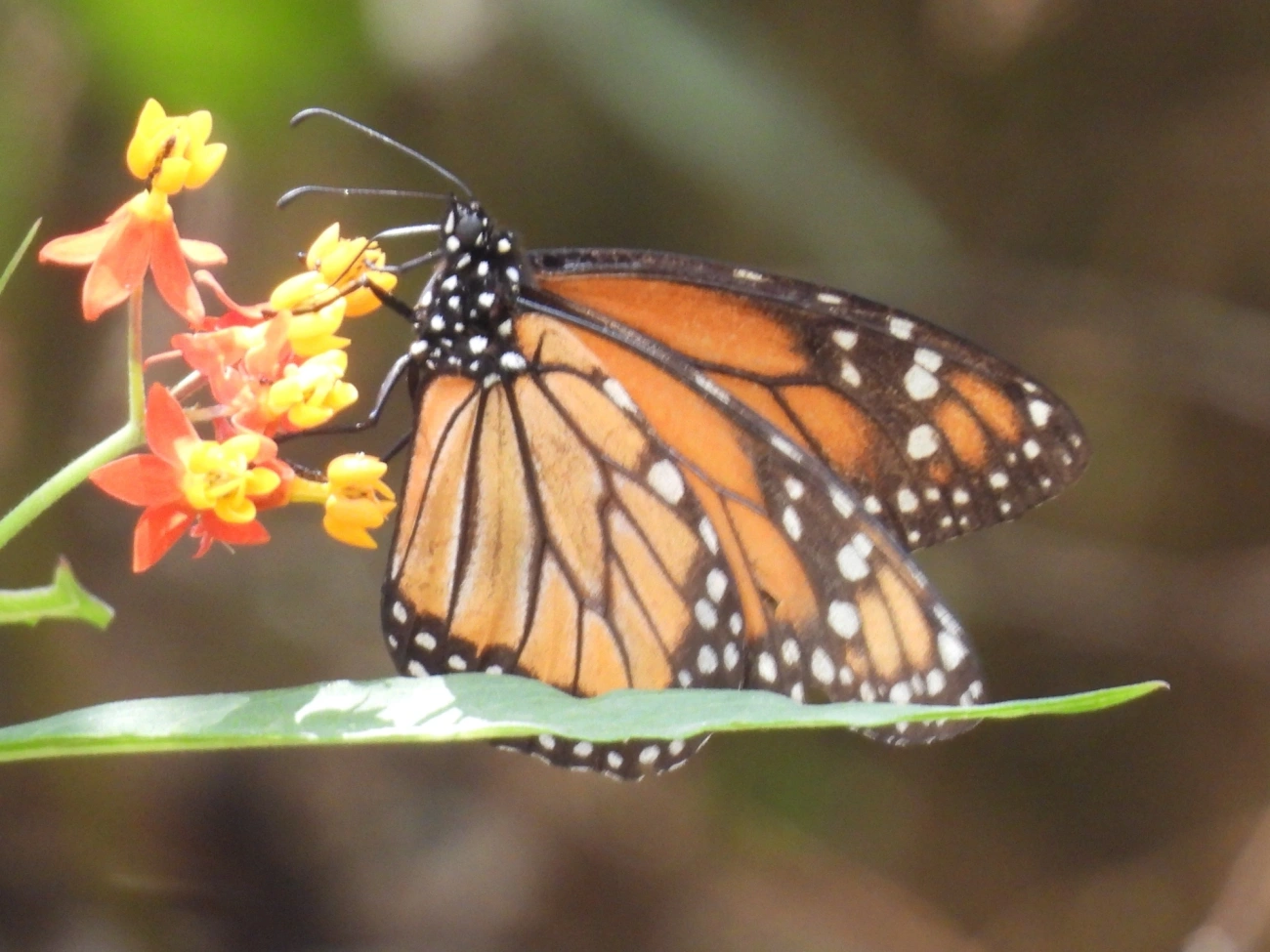Monarca (Danaus erippus), insetos, fotografado em Itamonte