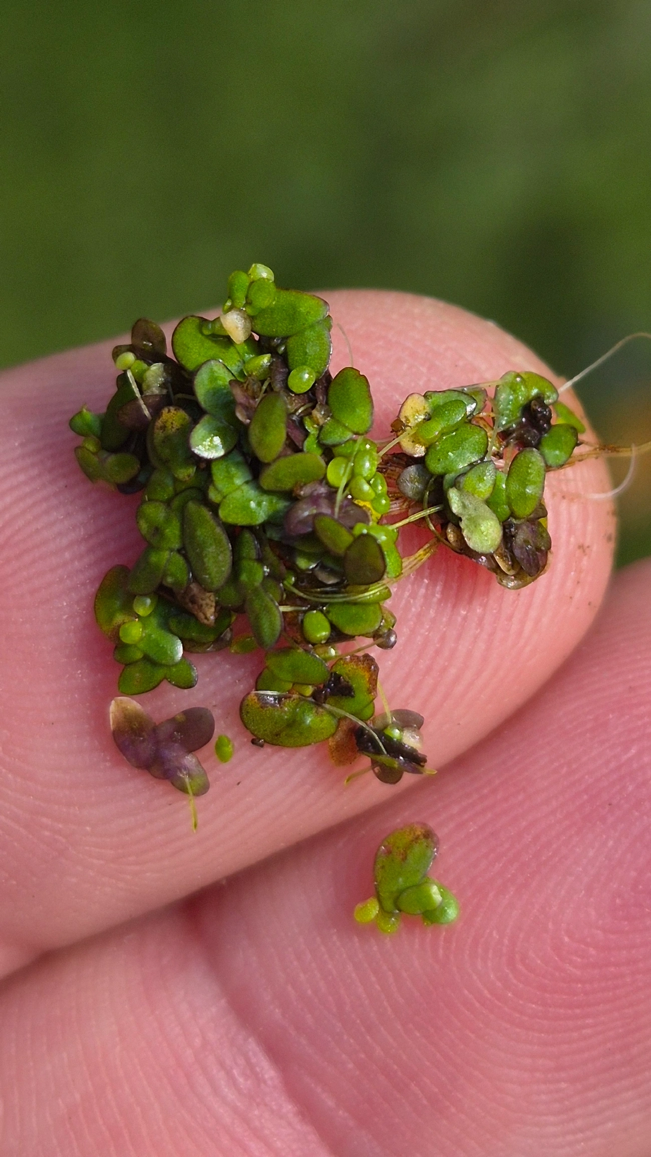 Lentilha-d'água (Landoltia punctata), plantas, fotografado em Maresias, São Sebastião